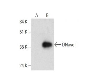 DNase I Antibody (F-2) - Western Blotting - Image 344478