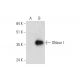 DNase I Antibody (F-2) - Western Blotting - Image 344478