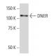 DNER Antibody (YY-7) - Western Blotting - Image 33679