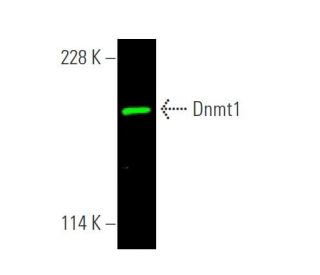 Dnmt1 Antibody (H-12) - Western Blotting - Image 372678