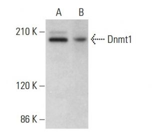 Dnmt1 Antibody (D-9) - Western Blotting - Image 376204