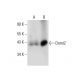 Dnmt2 Antibody (A-7) - Western Blotting - Image 133847 