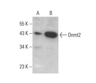 Dnmt2 Antibody (D-9) - Western Blotting - Image 385284