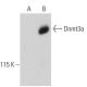 Dnmt3a Antibody (64B814) - Western Blotting - Image 36388 
