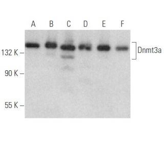 Dnmt3a Antibody (A-10) - Western Blotting - Image 354623 