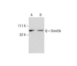 Dnmt3b Antibody (2280C3a) - Western Blotting - Image 281965 