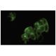 DNPEP Antibody (Q-16) - Immunofluorescence - Image 35586