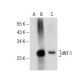 dNT-1 Antibody (C-10) - Western Blotting - Image 285393