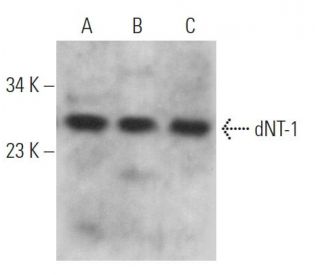 dNT-1 Antibody (C-10) - Western Blotting - Image 369380 