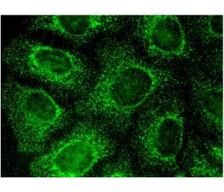 dNT-1 Antibody (F-9) - Immunofluorescence - Image 144548 