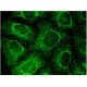 dNT-1 Antibody (F-9) - Immunofluorescence - Image 144548 