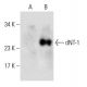 dNT-1 Antibody (F-9) - Western Blotting - Image 137626