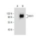 DOC1 Antibody (D-2) - Western Blotting - Image 155688 