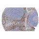 DOCK 180 Antibody (H-4) - Immunohistochemistry - Image 13363 