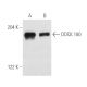 DOCK 180 Antibody (H-4) - Western Blotting - Image 3112 
