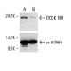 DOCK 180 Antibody (H-4) - Western Blotting - Image 7099
