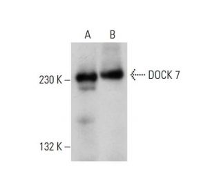 DOCK 7 Antibody (C-7) - Western Blotting - Image 309737 