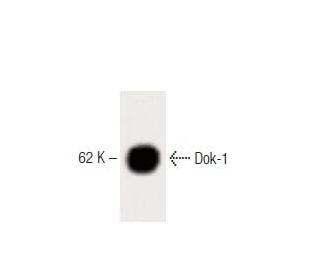 Dok-1 Antibody (45) - Western Blotting - Image 60286