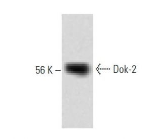 Dok-2 Antibody (15) - Western Blotting - Image 60184