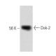 Dok-2 Antibody (15) - Western Blotting - Image 60184