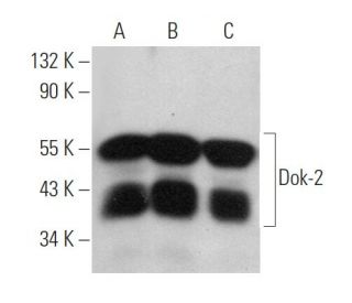 Dok-2 Antibody (E-10) - Western Blotting - Image 360734 