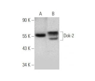 Dok-2 Antibody (G-3) - Western Blotting - Image 350848 