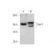 Dok-2 Antibody (G-3) - Western Blotting - Image 350848 