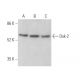 Dok-2 Antibody (G-3) - Western Blotting - Image 373088