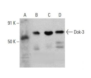 Dok-3 Antibody (D-2) - Western Blotting - Image 384530 