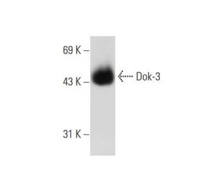 Dok-3 Antibody (E-2) - Western Blotting - Image 129525 