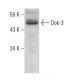 Dok-3 Antibody (E-2) - Western Blotting - Image 375479