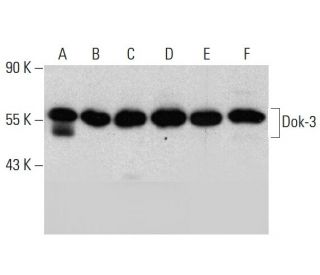 Dok-3 Antibody (F-7) - Western Blotting - Image 384531 