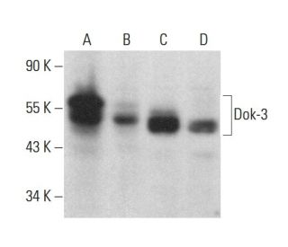 Dok-3 Antibody (G-6) - Western Blotting - Image 375490 