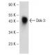 Dok-3 Antibody (H-5) - Western Blotting - Image 146841