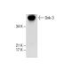 Dok-3 Antibody (H-5) - Western Blotting - Image 285154 