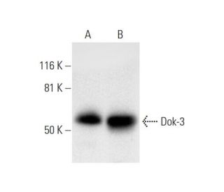 Dok-3 Antibody (H-5) - Western Blotting - Image 296297 