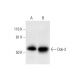 Dok-3 Antibody (H-5) - Western Blotting - Image 296297 