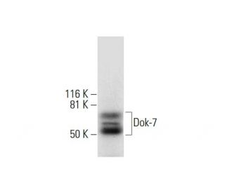 Dok-7 Antibody (A-7) - Western Blotting - Image 292018 