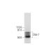 Dok-7 Antibody (A-7) - Western Blotting - Image 292018 