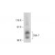 Dok-7 Antibody (A-7) - Western Blotting - Image 296295