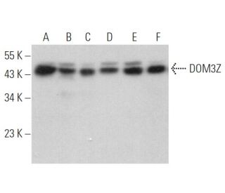 DOM3Z Antibody (B-12) - Western Blotting - Image 372071 