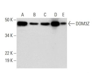 DOM3Z Antibody (D-9) - Western Blotting - Image 292931 