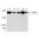 DOM3Z Antibody (D-9) - Western Blotting - Image 292931 