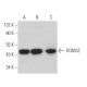 DOM3Z Antibody (D-9) - Western Blotting - Image 372072