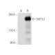 DOT1L1 Antibody (E-2) - Western Blotting - Image 151747 