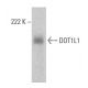 DOT1L1 Antibody (E-2) - Western Blotting - Image 385151