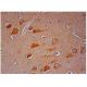 Doublecortin/DCX Antibody (E-5) - Immunohistochemistry - Image 348271 