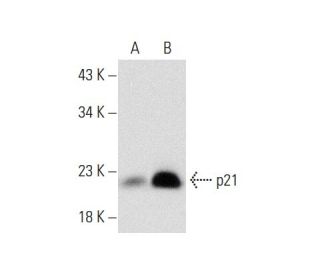 Doxorubicin &bull; HCl (Adriamycin): sc-200923. Western blot analysis of p21 expression in untreated (A) and Doxorubicin &bull; HCl 