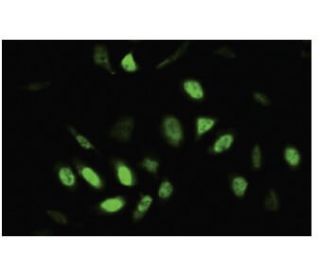 DP-1/3 Antibody (L7-7) - Immunofluorescence - Image 35767