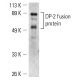 DP-2 Antibody (G-12) - Western Blotting - Image 951